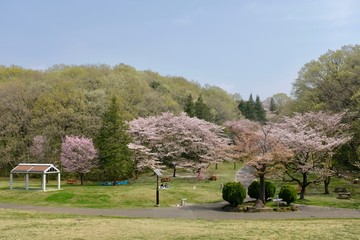 早春の自然公園