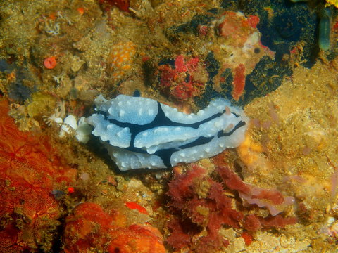 True sea slug