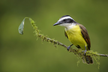 Great Kiskadee - Pitangus sulphuratus, beautiful yellow perching bird from Cental America, Costa Rica.