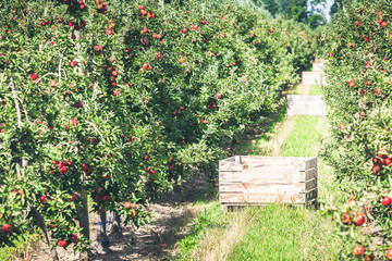 Apple garden full of riped red fruits