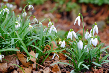 First spring snowdrop flowers
