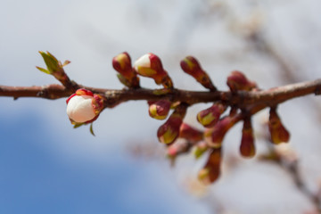 Branch with unopened buds of cherry tree. Nature, spring