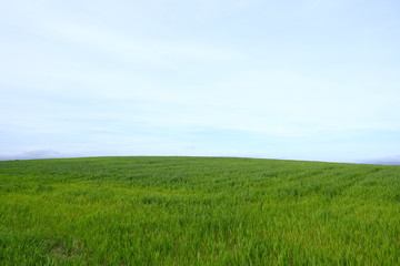 Obraz na płótnie Canvas Green field in Mollet del Valles in Barcelona province in Catalonia Spain