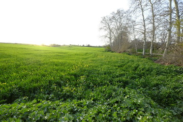 Green field in Mollet del Valles in Barcelona province in Catalonia Spain