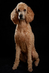 Dog Portrait in Studio