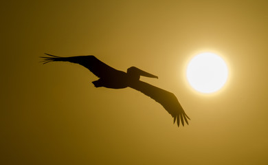 Pelican flying at sunset
