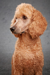 Dog Portrait in Studio