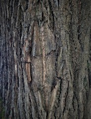 Just bark on a tree. Portrait of horror stories from other Parallels. Scarecrow forest watching us.