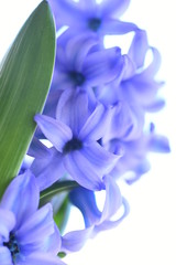 Blue Hyacinth Blooming. macro