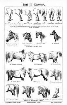 Horse III, equine conformation (from Meyers Lexikon, 1896, 13/770/771)