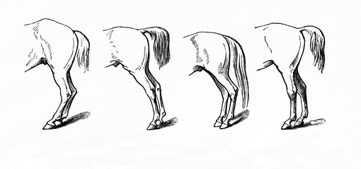 Defects of hind legs (from Meyers Lexikon, 1896, 13/770/771)