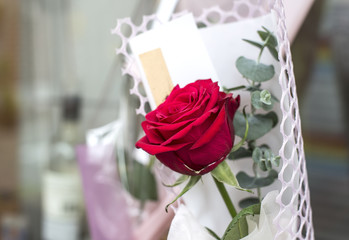 Beautiful single red rose isolated