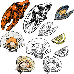 Mussels, oysters and crayfish on white background.