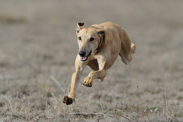 greyhound run in field - 199545906