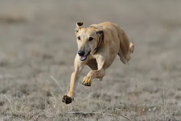 Zelfklevend Fotobehang greyhound run in field © José 16