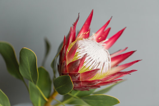 Fototapeta One large flower King Protea. Grows in South Africa. Gray background.