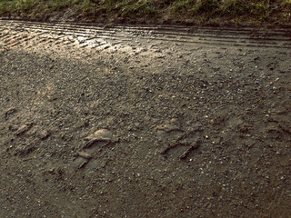Tire tracks in the dirt road