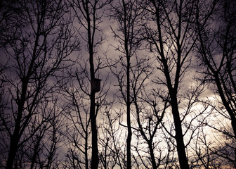 Bare trees in front of dramatic sky