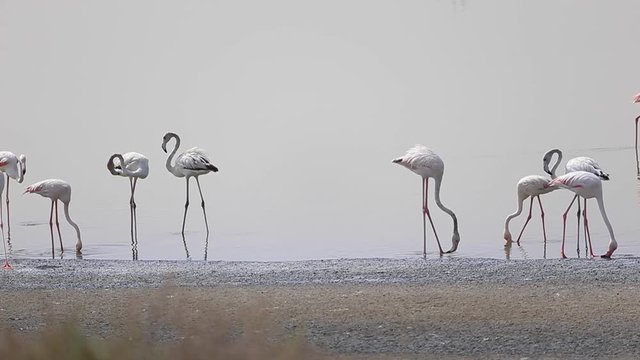 Colony of greater flamingos at Al Wathba Wetland Reserve, Abu Dhabi, UAE