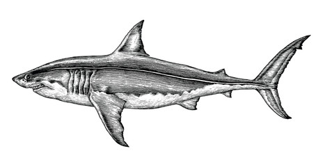 Fototapeta premium Wielki biały rekin rysunek ręka vintage Grawerowanie ilustracja