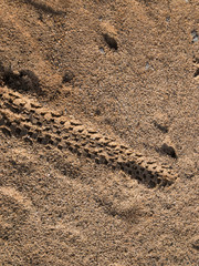 Bike tire tracks in the sandy ground