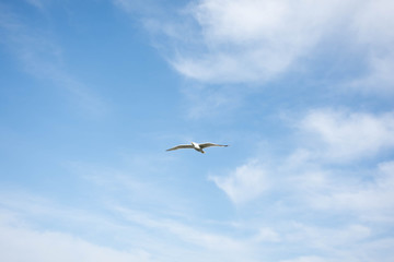 Seagull background