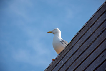 Obraz premium Seagull