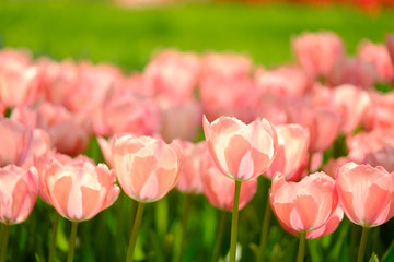 tulip1