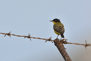 Western Yellow Wagtail (Motacilla flava), Crete