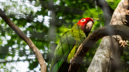 Aratinga
