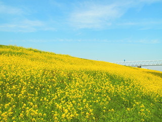 Obraz premium 菜の花咲く土手と導管