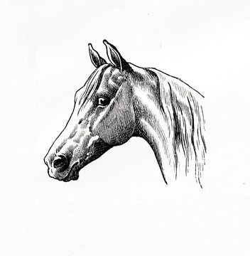 Dished head on an arabian horse (from Meyers Lexikon, 1896, 13/770/771)