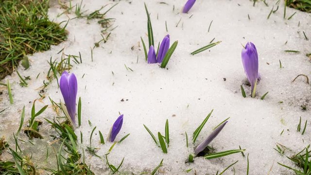 Snow melting and crocus flower blooming in spring Time lapse