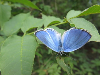 Farfalla 