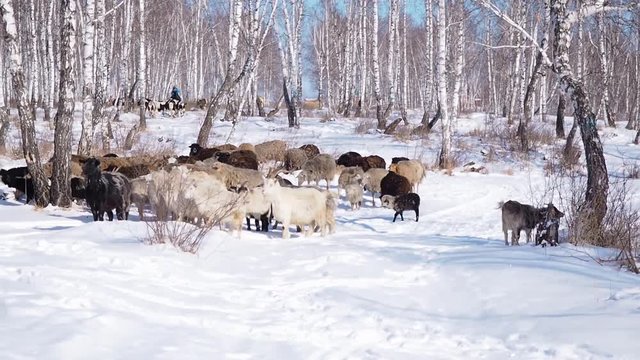 A herd of goats is moving across the snow-covered forest in search of food
