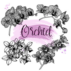 Set of hand drawn sketch style orchid flowers isolated on white background. Vector illustration.