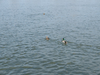 View to a river with swimming ducks