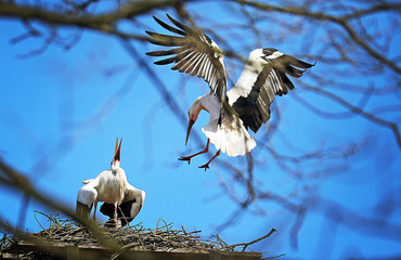 Störche im Nest