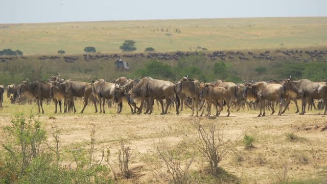 Wildebeests walking on dry plains