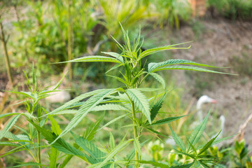 Plantation medical cannabis