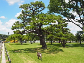 Japanese pine trees