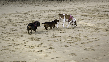 Dogs playing beach