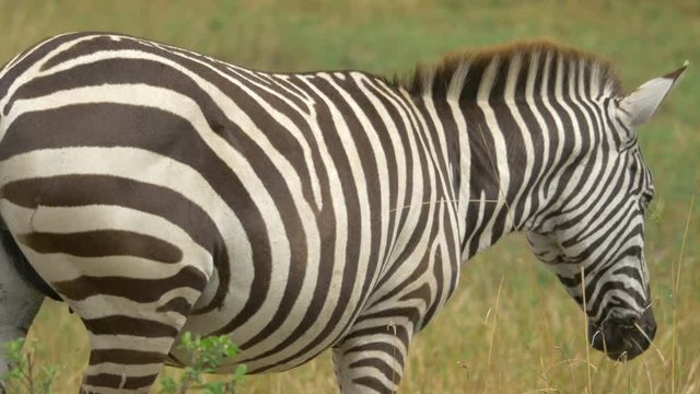 Close up view of a zebra walking and grazing