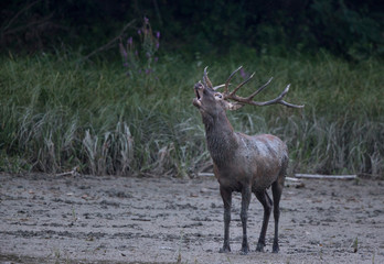Red deer roaring in forest on river muddy coast