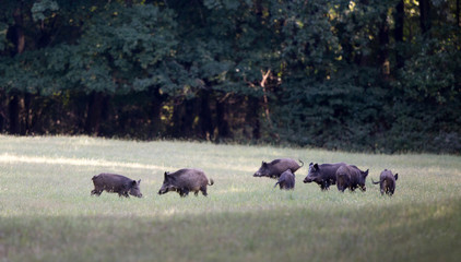 Wild boar herd on meadow in forest