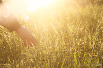 Close up of a woman's hand touching golden grass during sunset.