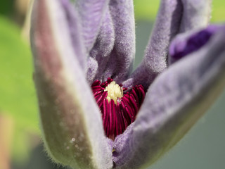 sich &ouml;ffnende Clematisbl&uuml;te