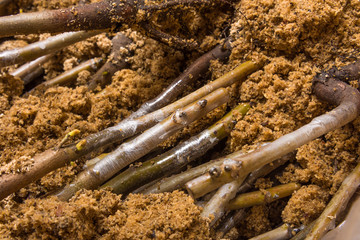 Inoculation of varietal walnut seedlings close-up. The concept of industrial manufacturing grafting  trees