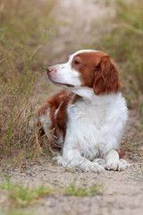 Brittany dog sniffing a plant or flower