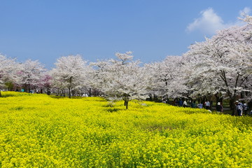 さくら祭り。桜と菜の花畑。赤城南面千本桜。前橋　群馬　日本。４月初旬。